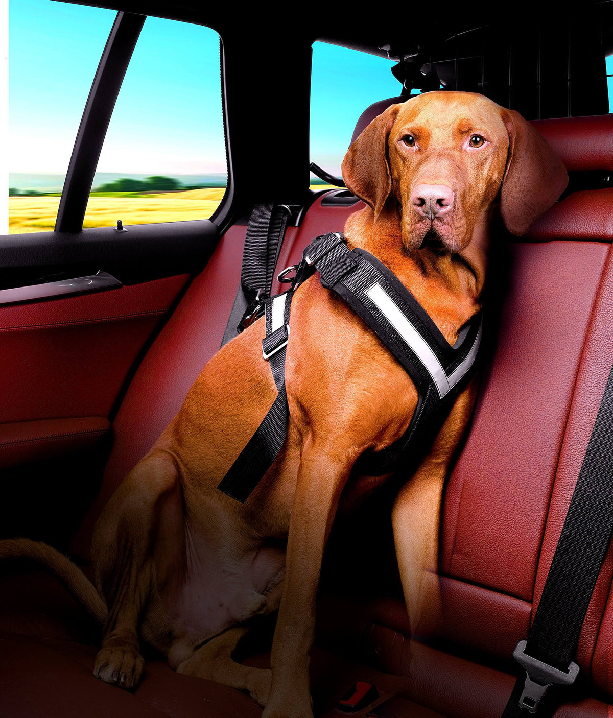 Large Harness U9821