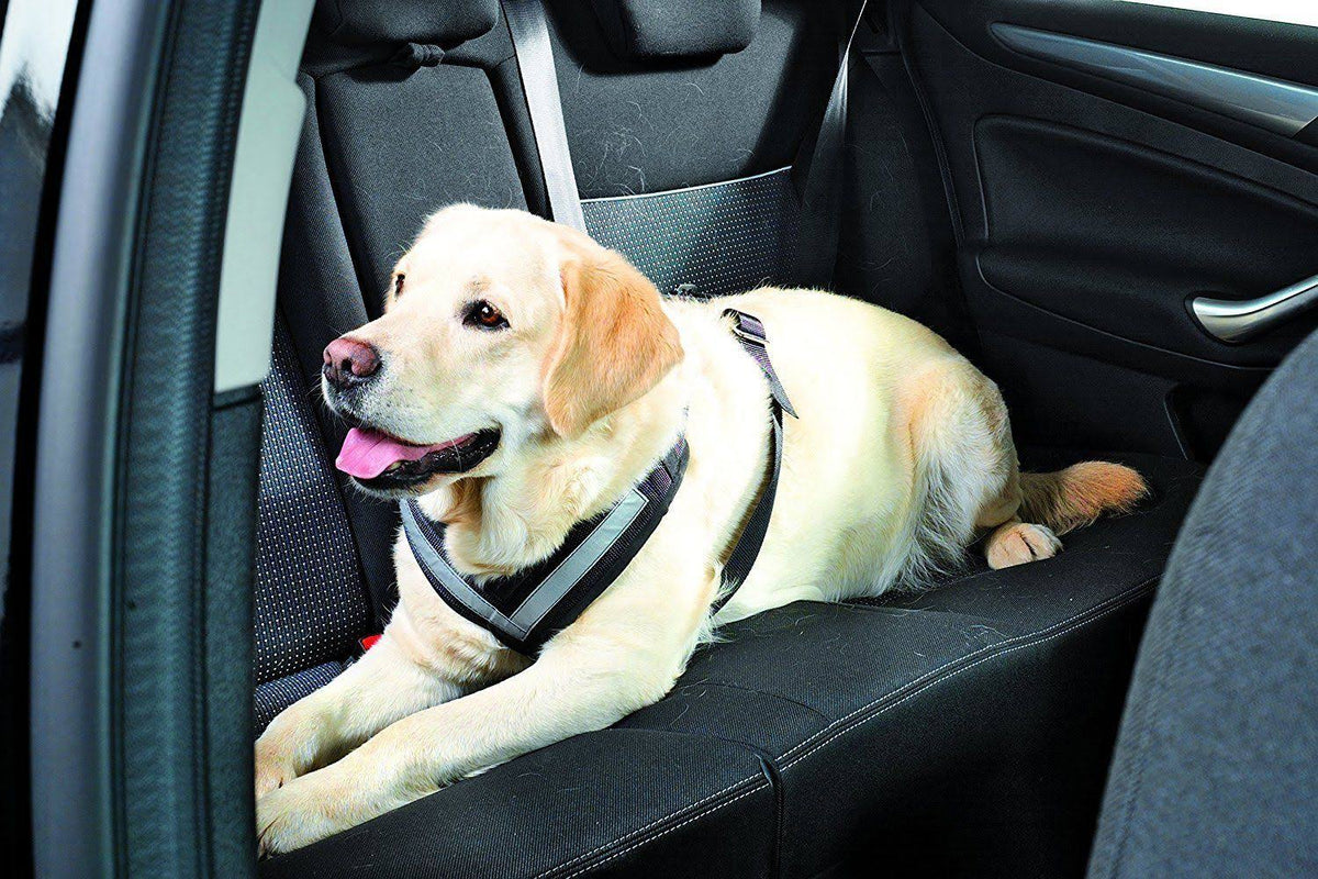 Large Harness U9821