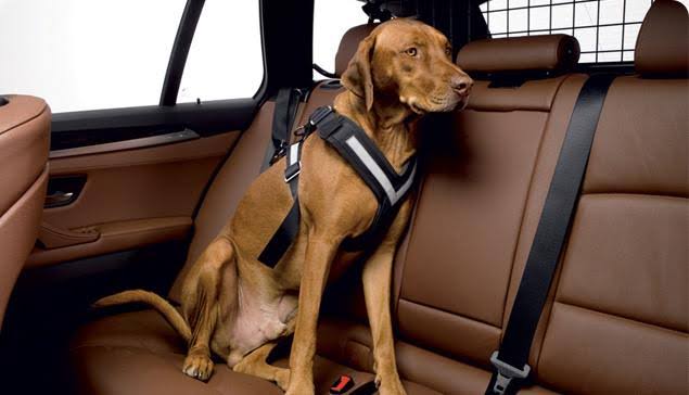 Large Harness U9821