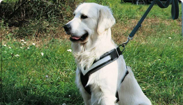 Large Harness U9821