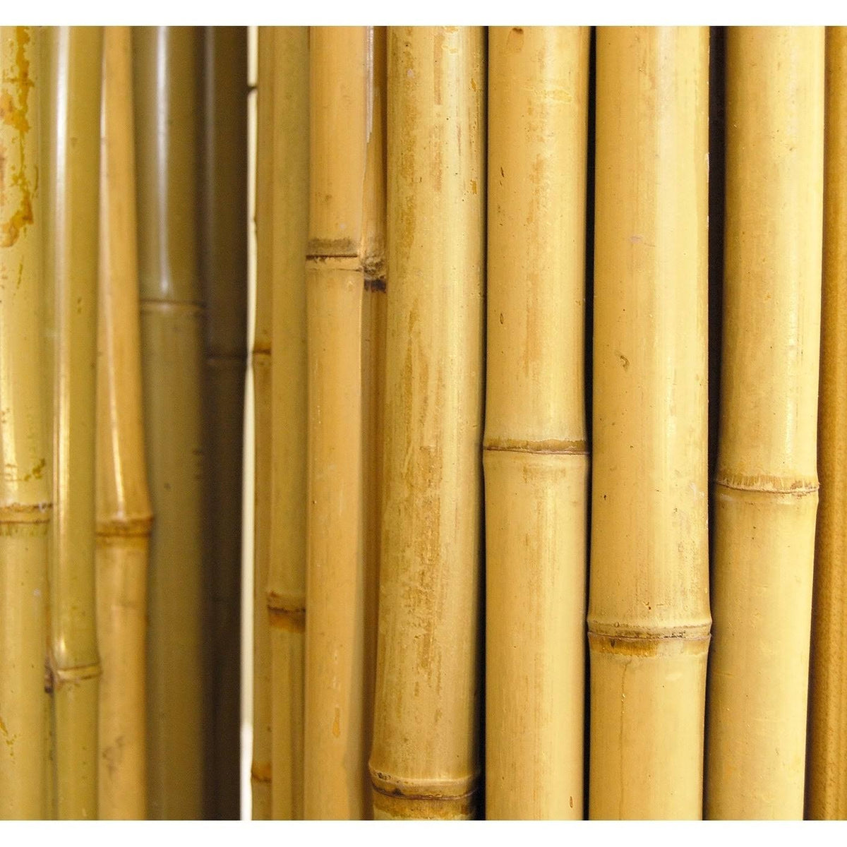 Natural Bamboo Fencing O417128